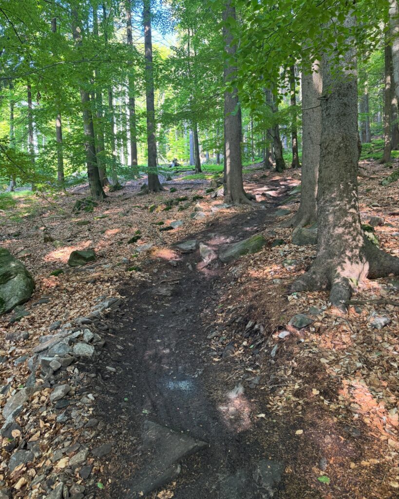bukovka trail singltreky.cz